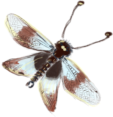 moth1