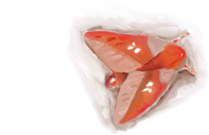 moth