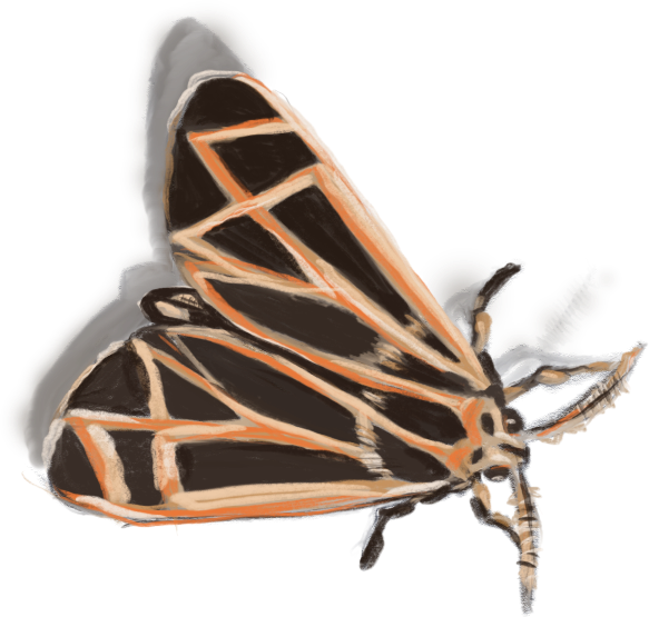 moth